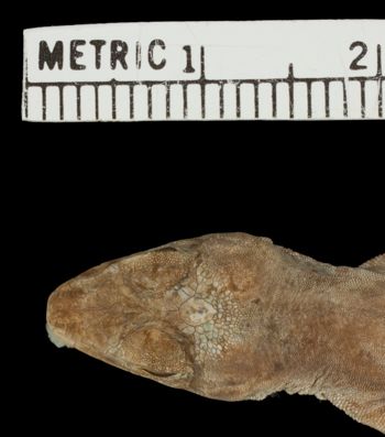 Media type: image;   Herpetology R-49740